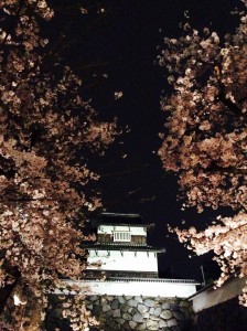 福岡桜1