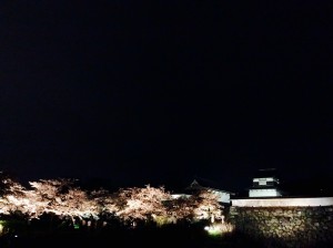 福岡桜2