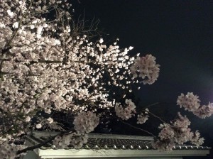福岡桜5