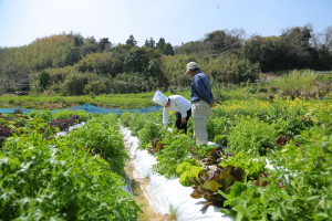 糸島の野菜農家を視察