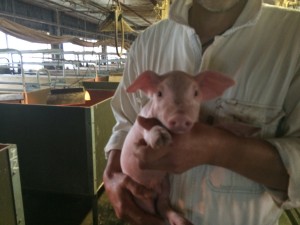 生後1日の子豚